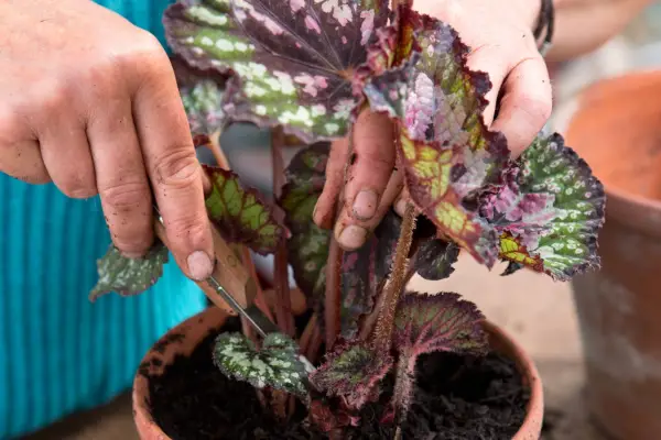 How to divide rex begonias - removing old leaves