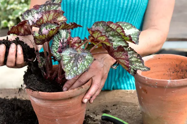 Wie man Rex Begonien teilt