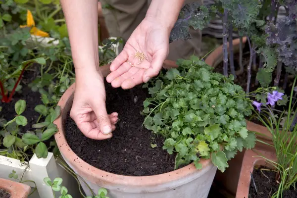 Sowing corn salad successionally