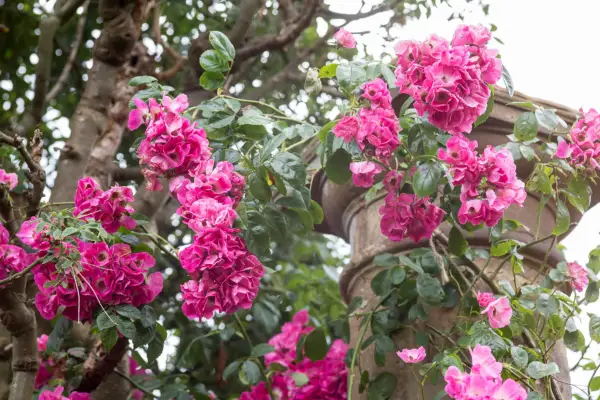 Rambler rose growing on stone pillar