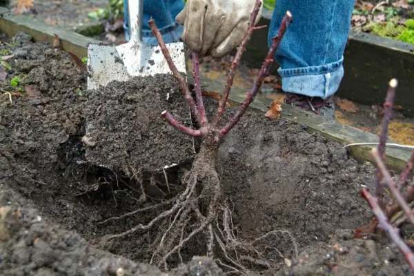 How to grow rambling roses - how to plant a bare-root rambling rose