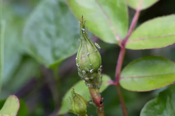 Rose bud with aphids
