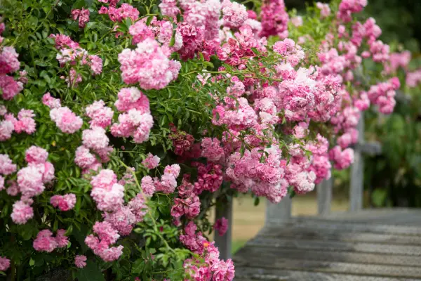 Masses of pink rambling rose blooms