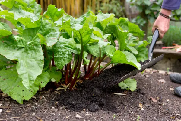 How to grow rhubarb - mulching rhubarb