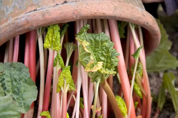 How to grow rhubarb - how to force rhubarb