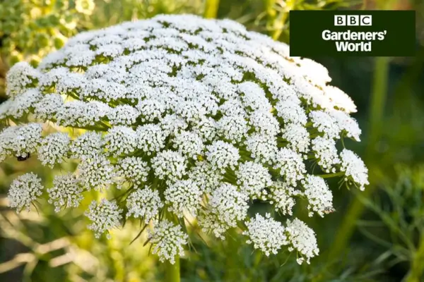 Hvordan dyrke hvite umbellifers