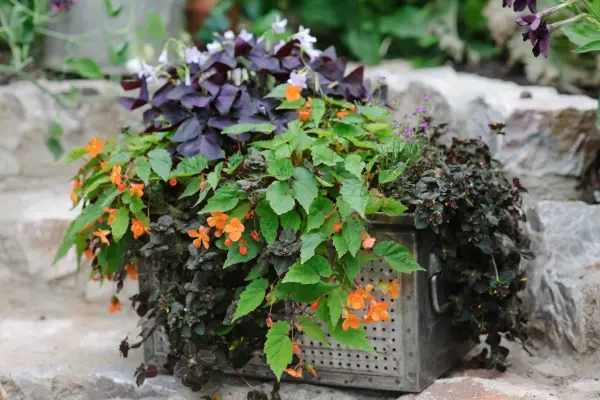 Shade-loving plants growing in a container