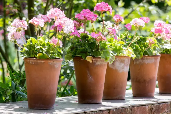 Geraniums (Pelargoniums) in pots