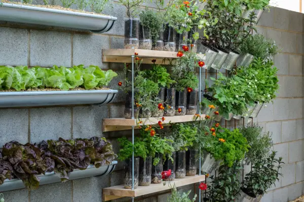 Vertical planting, with vegetables and herbs on a wall