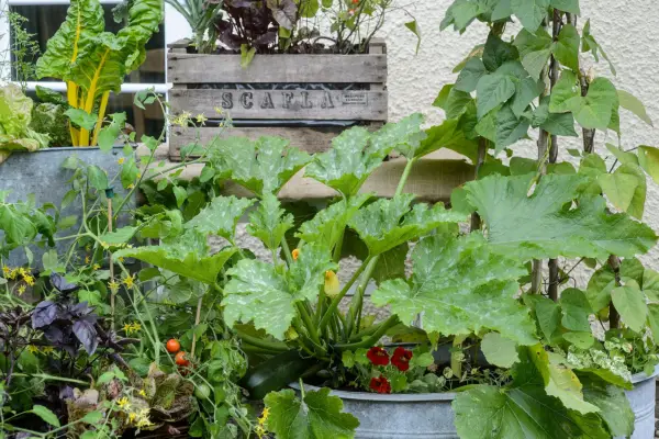 Vegetables growing in upcycled pots