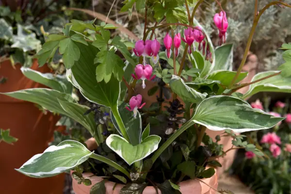 Cum să plantați ghivece pentru umbră