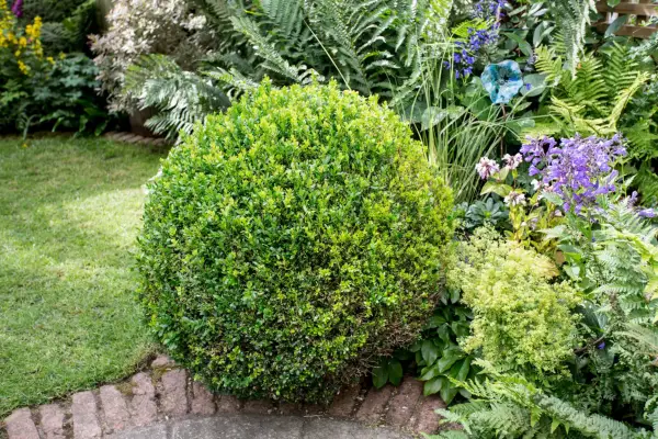 How to grow box - where to grow box