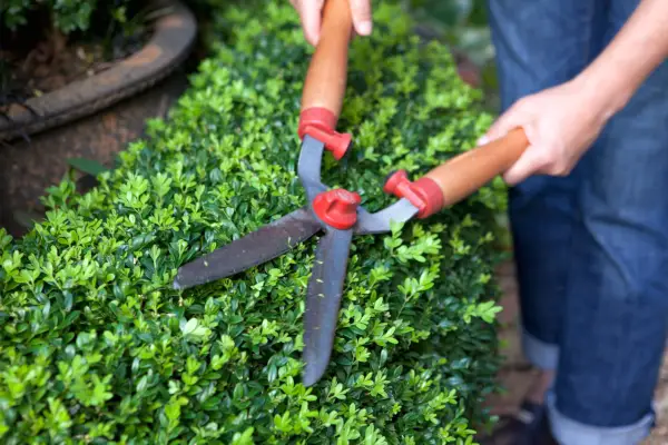 How to grow box - pruning box