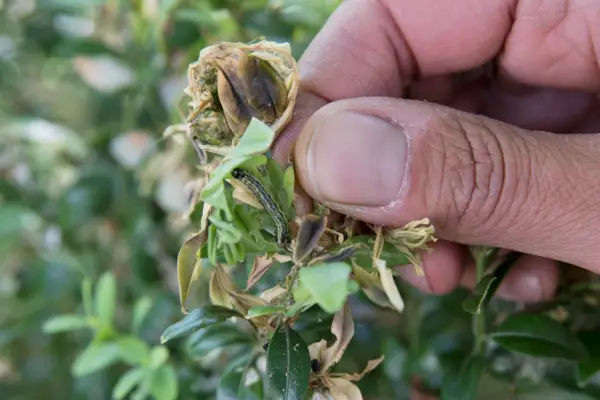 Signs of box tree caterpillar