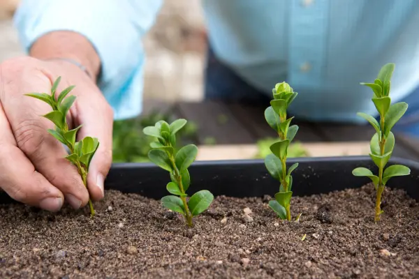 How to grow box - taking box cuttings