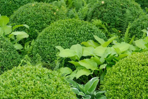 How to grow box – box balls (Buxus sempervirens)