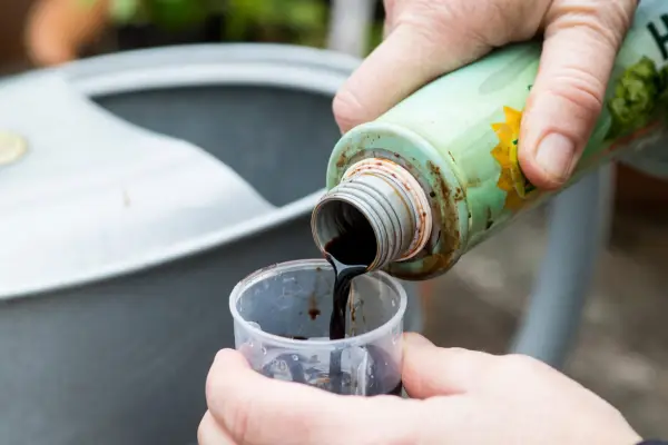 How to grow chillies - feeding chillies