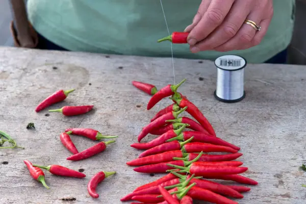 How to grow chillies - drying chillies