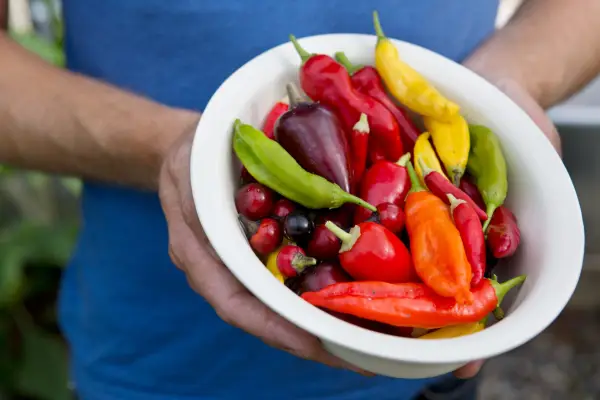 How to grow chillies - chilli varieties to try