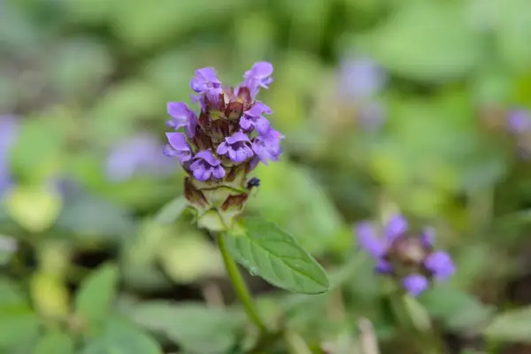 How to grow self-heal (Prunella vulgaris)