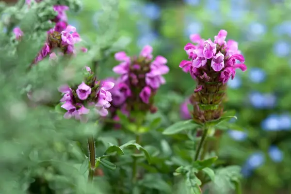 How to grow self heal – Prunella vulgaris 