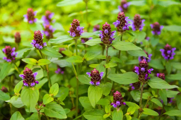 How to grow self heal – Prunella vulgaris. Getty Images