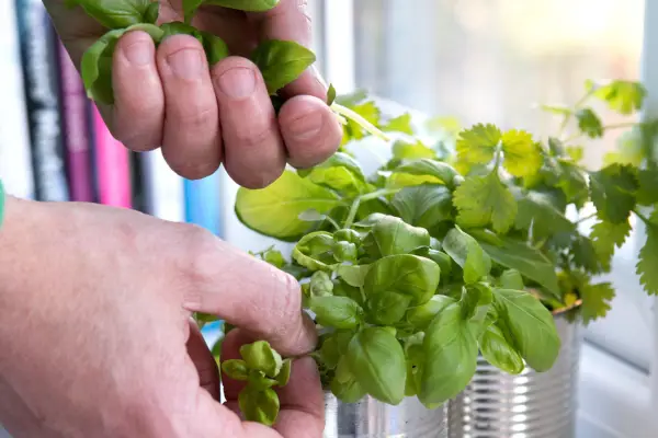 Cum să alegi ierburi