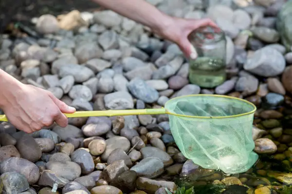 Pond dipping - Setting aside the jam jar