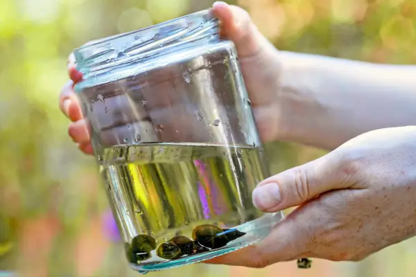 Pond dipping - Checking in the jam jar for life