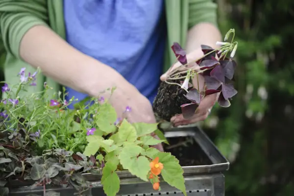 Planting the oxalis
