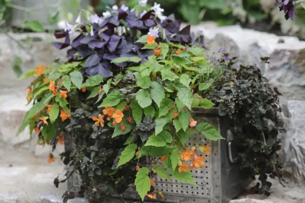 Oxalis, begonia și lobelia cutia