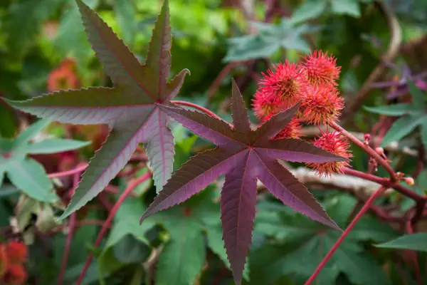 Castor oil plant, Ricinus communis