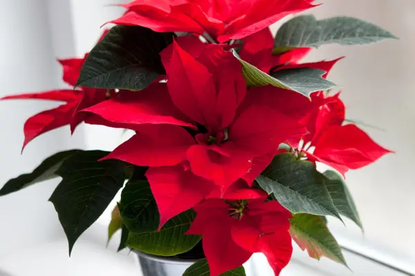 How to grow poinsettia