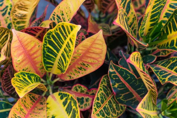 Croton (Codiaeum variegatum pictum). Getty Images