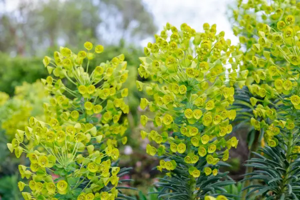 Lime-green flowers of Euphorbia characias subsp. wulfenii