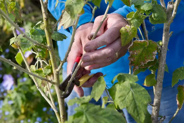 一年中ガーデンプルーニングガイド