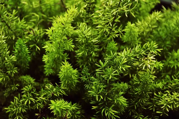 Hornwort