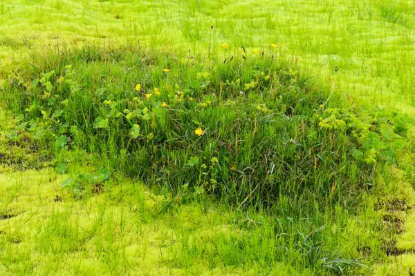 Water moss, Fontinalis antipyretica