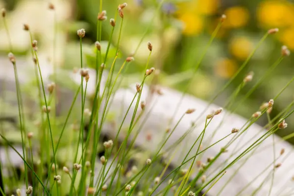 Slender club rush, Isolepis cernua