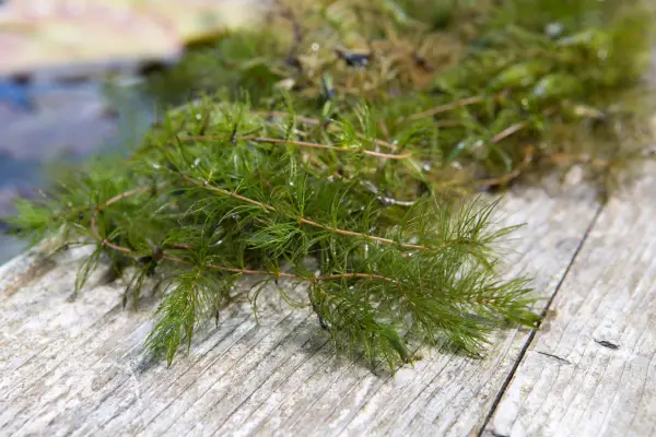 Spiked water milfoil, Myriophyllum spicatum