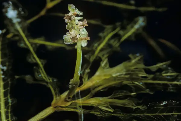 Curled pondweed, Potamogeton crispus