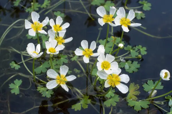 Ranunculus aquatilis. Photo: Getty Images.