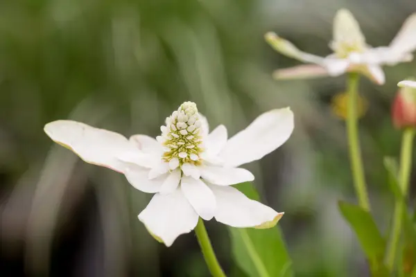 Anemopsis californica