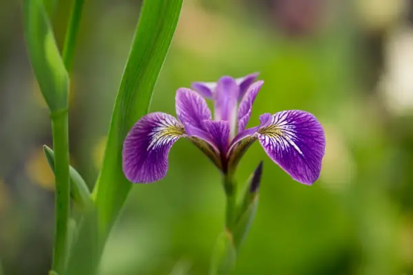 Iris versicolor