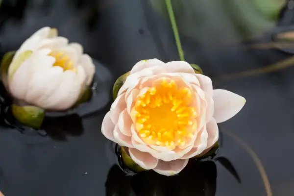 Dwarf waterlily, Nymphaea 