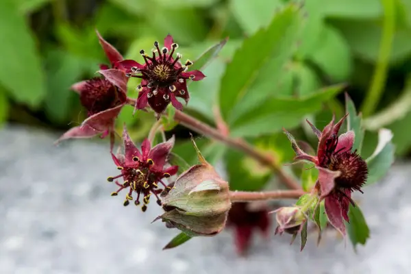 Marsh cinquefoil, Potentilla palustris