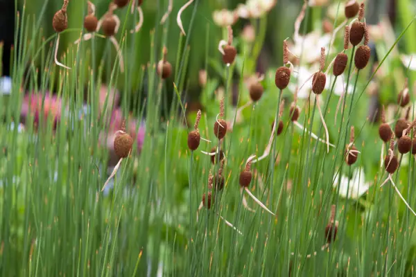 Small reed mace (Typha minima)