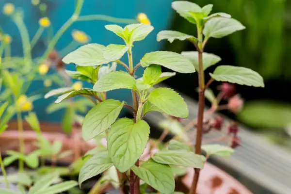 Water mint, Mentha aquatica)