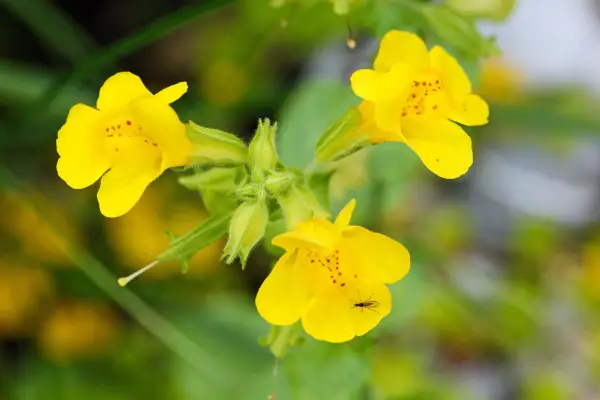 Mimulus guttatus
