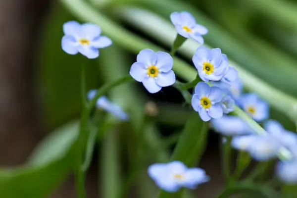 Myosotis scorpiodes forget me not